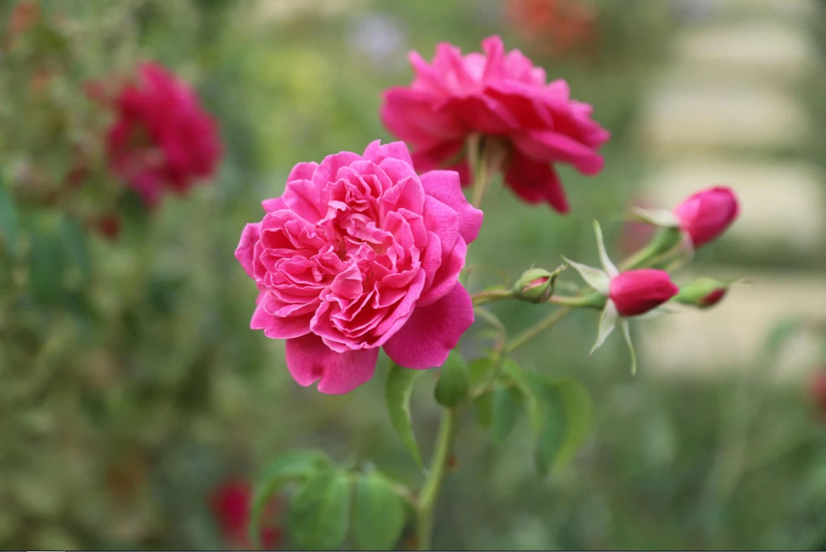 आवश्यक तेल